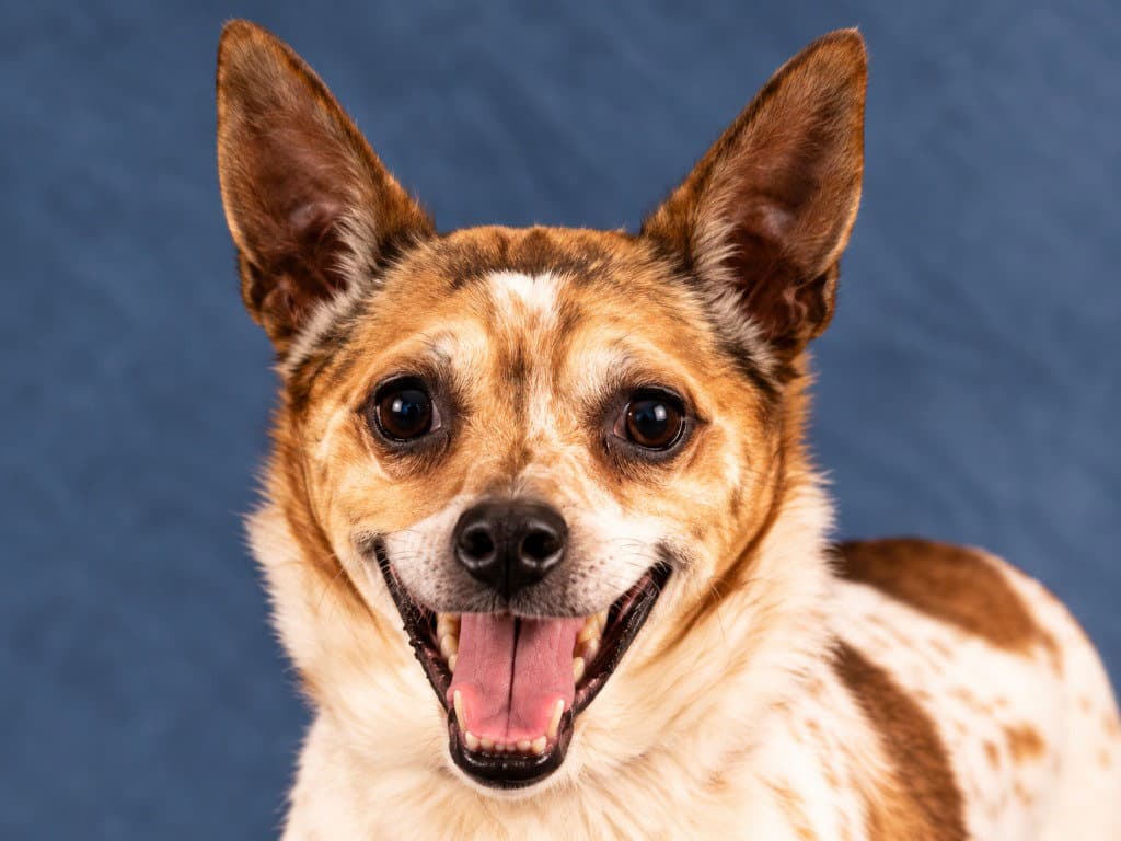 Ollie - Adopt Me!