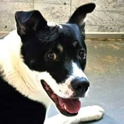 Baby (Courtesy Post) - Adopt Me!