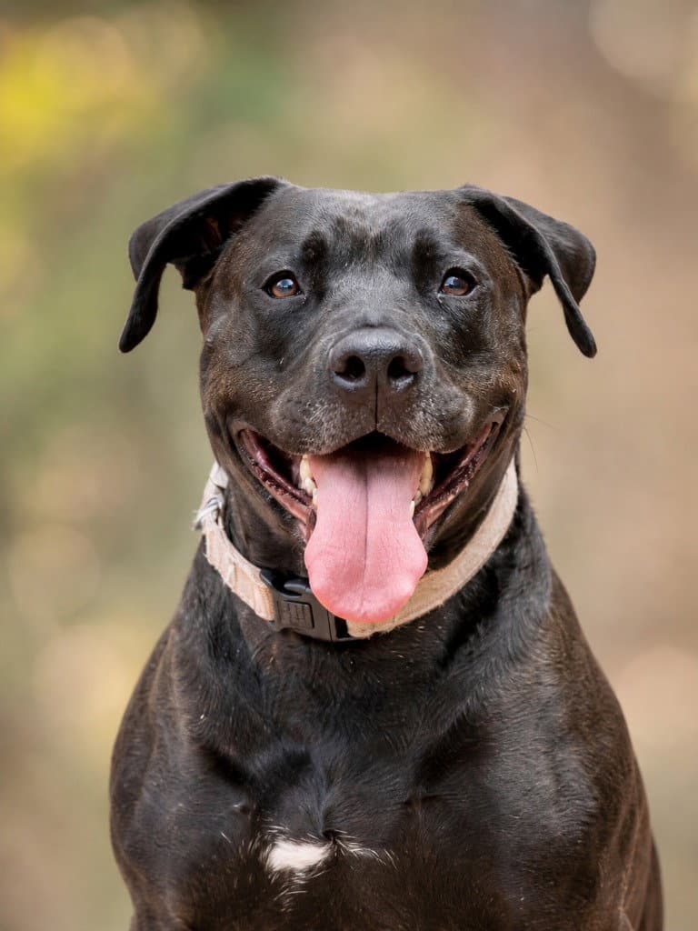 Radar - Adopt Me!