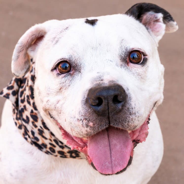 Molly - Adopt Me!