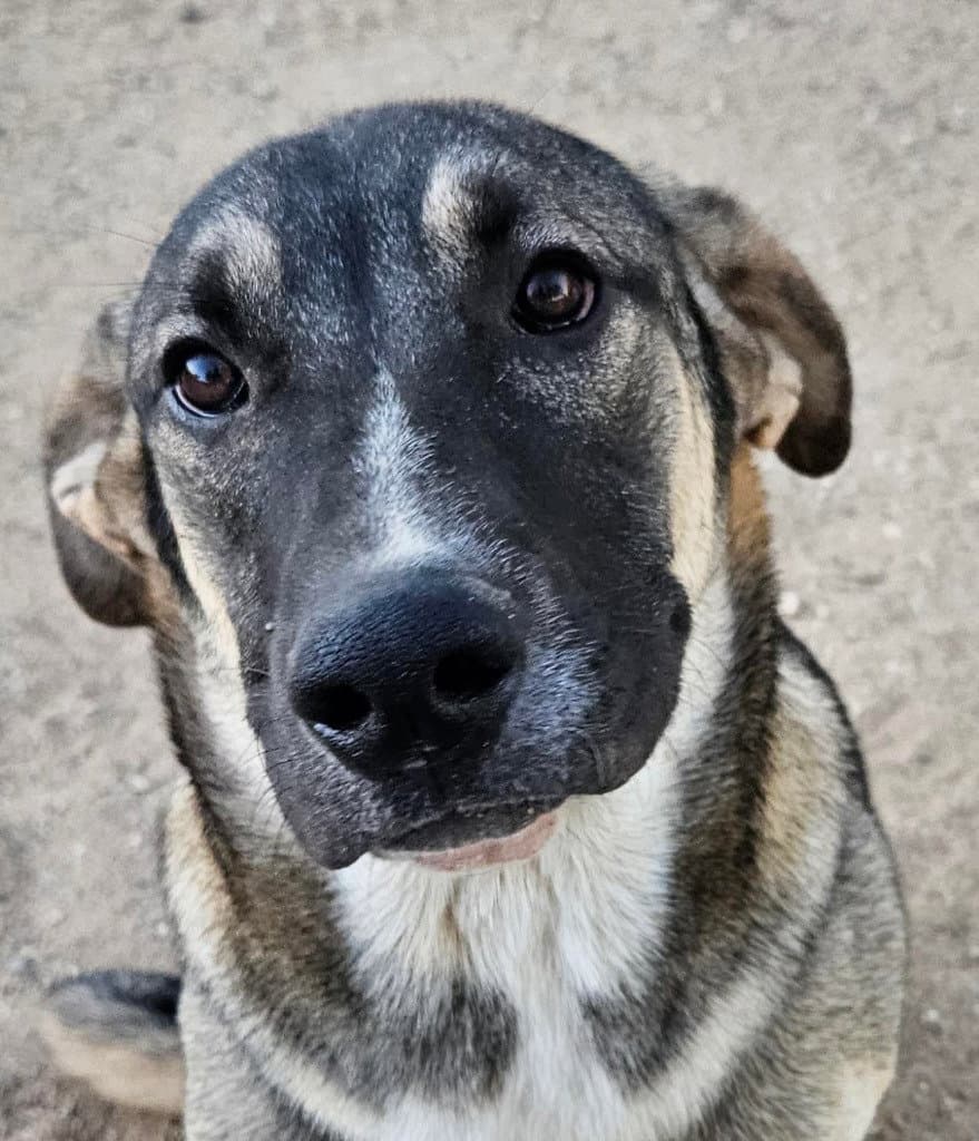 Hayden (Courtesy Post) - Foster or Adopt Me!