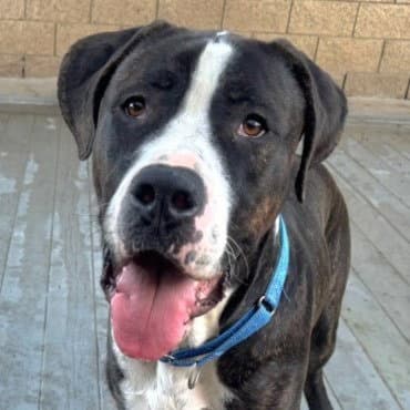 Moose (Courtesy Post) - Adopt Me!