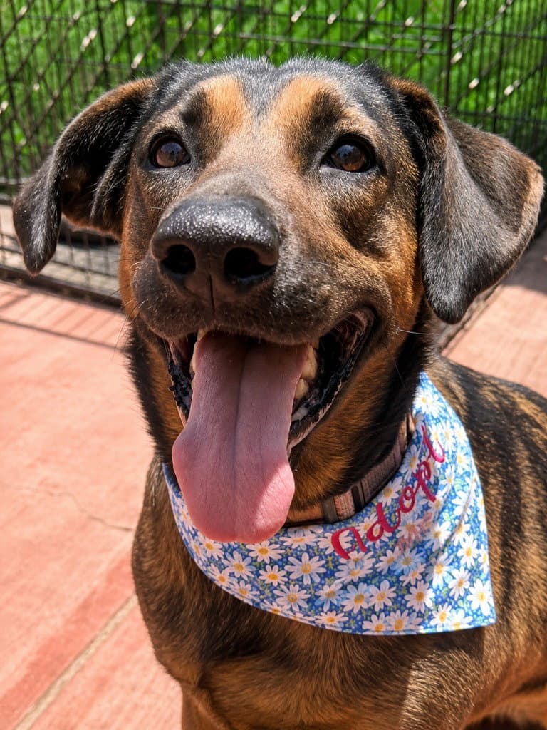 Tesla (Courtesy Post) - Adopt Me!