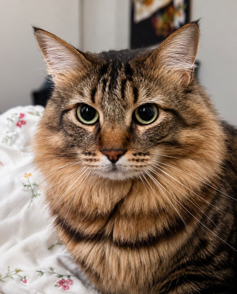 Stewart - Adopt Me