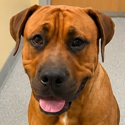 Rocco - (Courtesy Post) Foster or Adopt Me!
