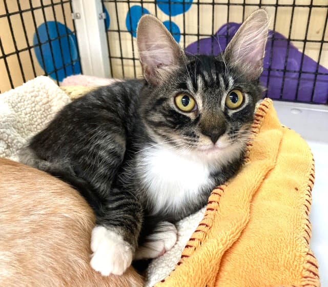 Kitten Licorice