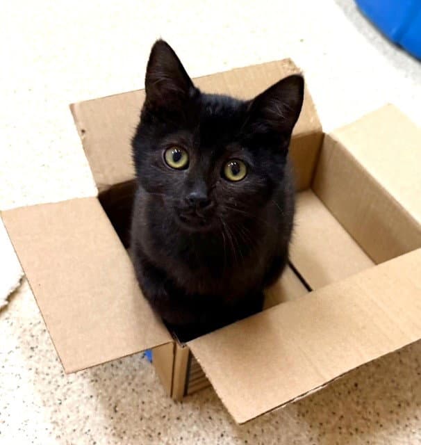 Kitten Juno
