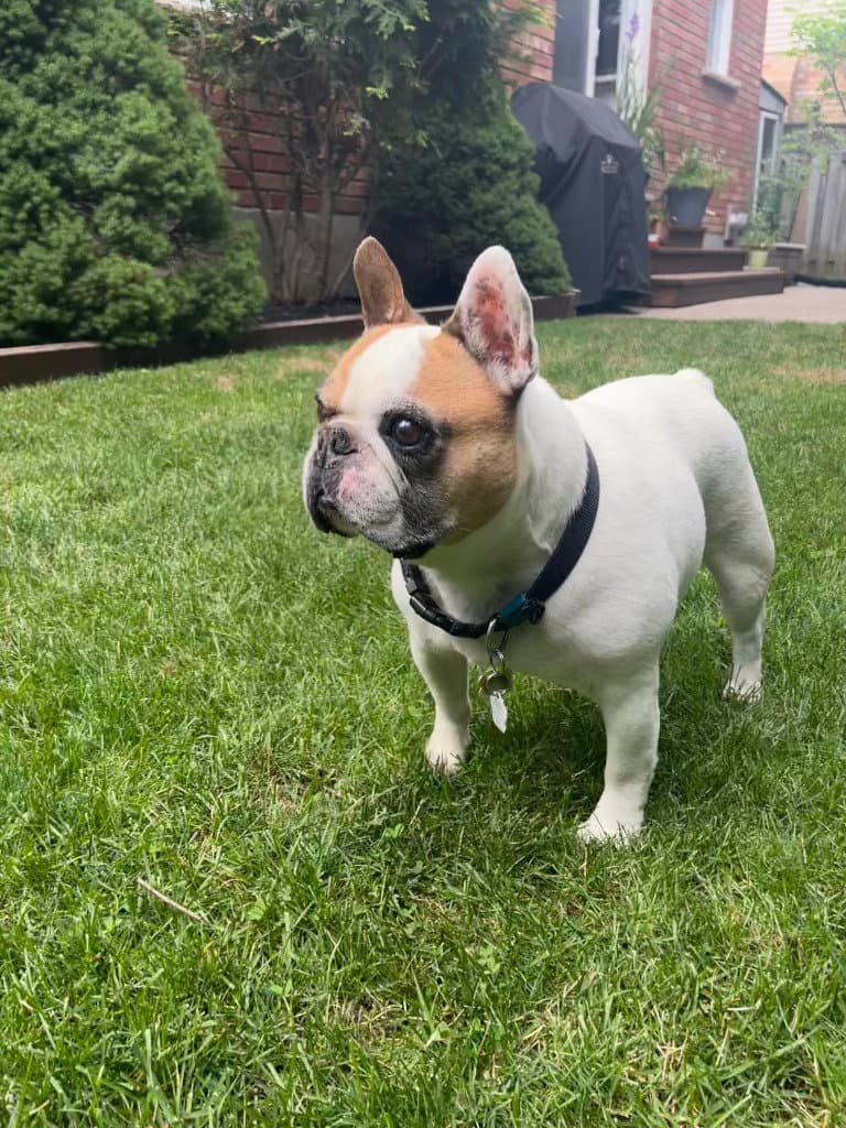 Leo