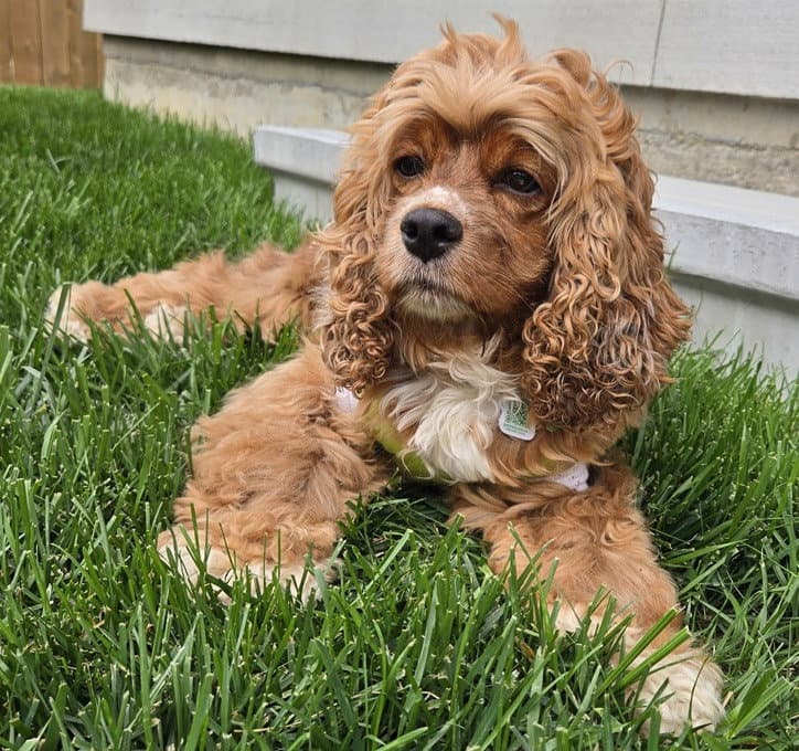Edie