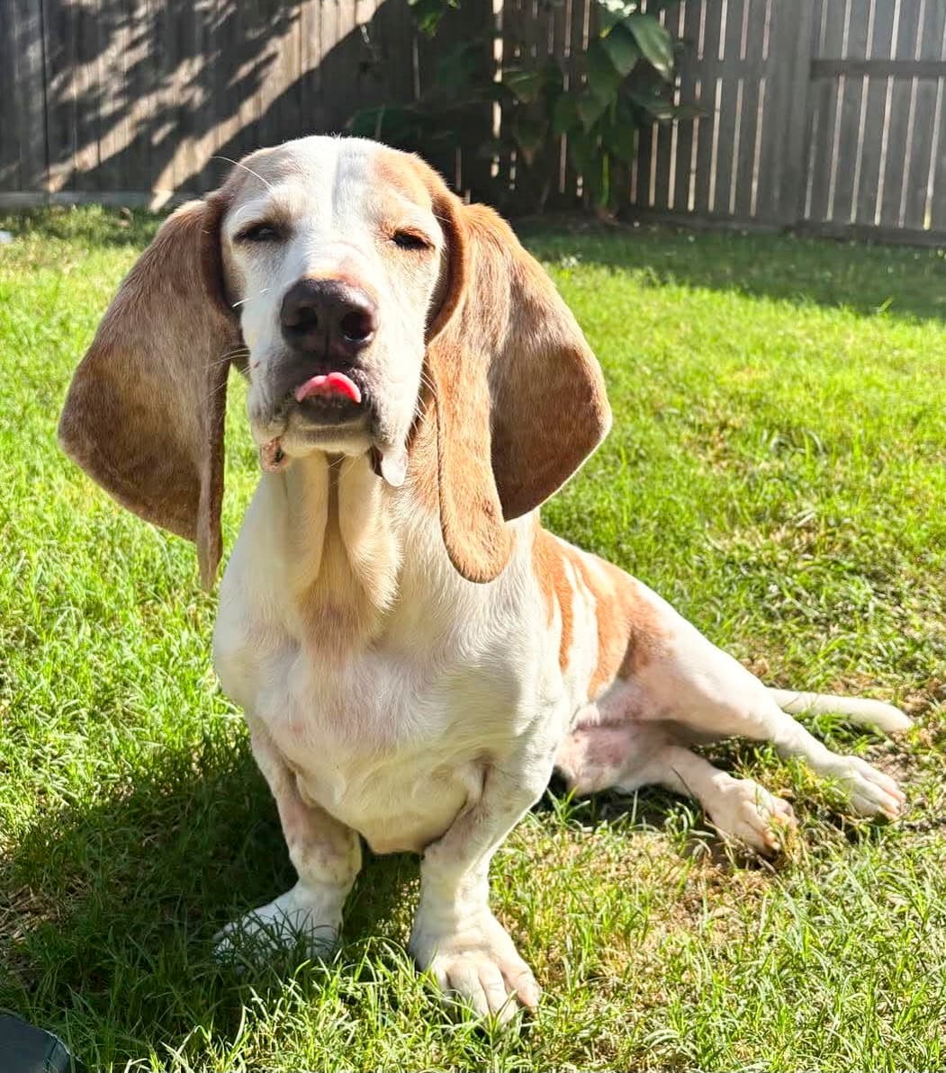Gilbert - Adoption Pending!