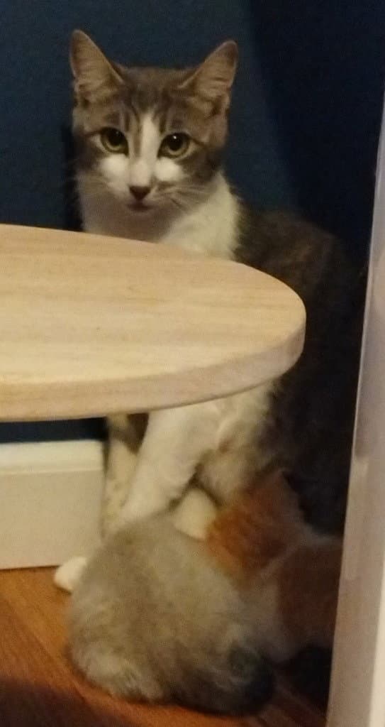 Justice (Semi Feral) (Barn Cat)
