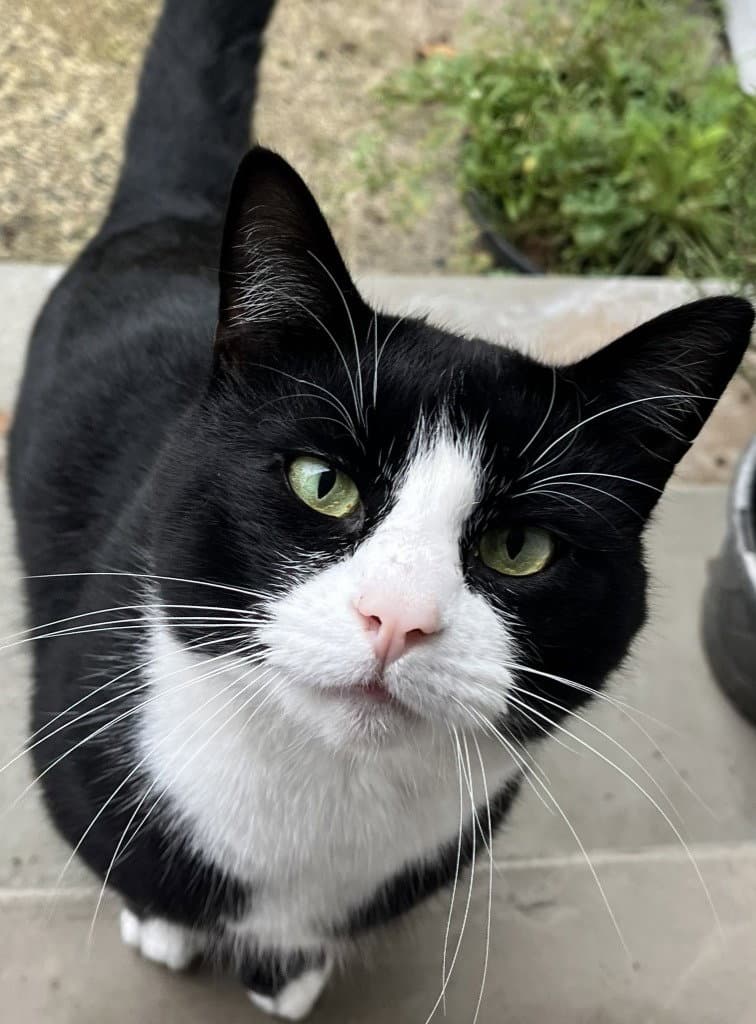 Sylvester "Boots
