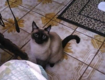 Isabella