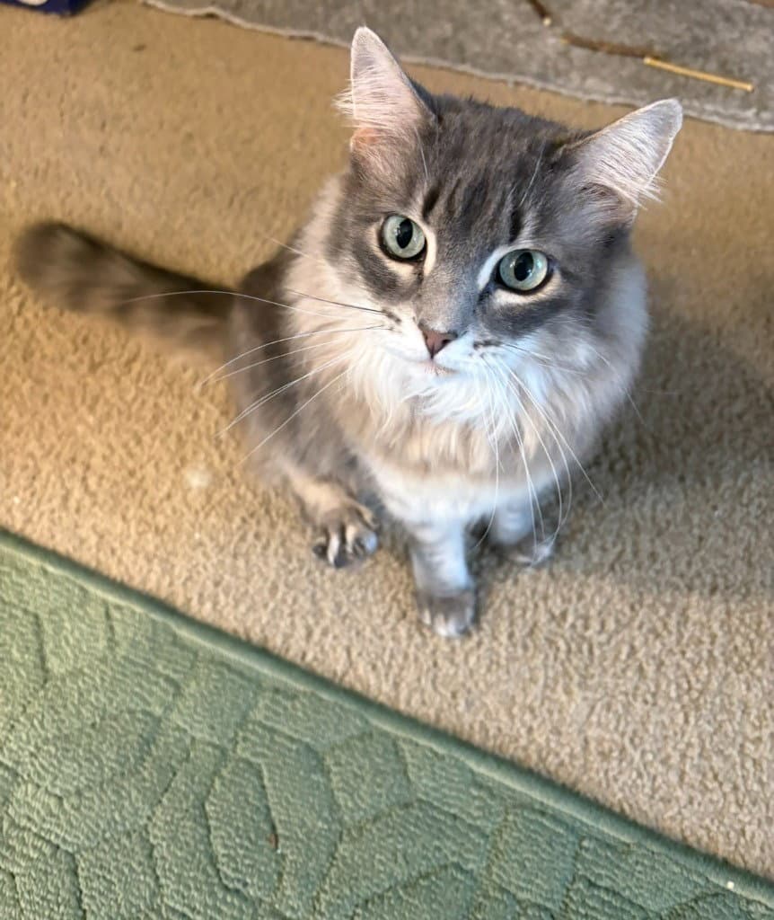 Lilly