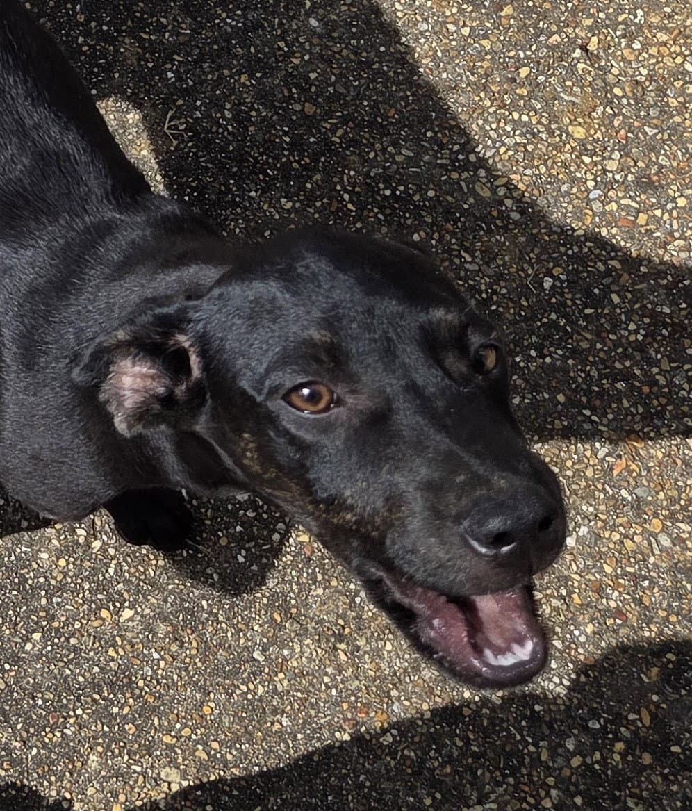 ZCL-Black lab mix