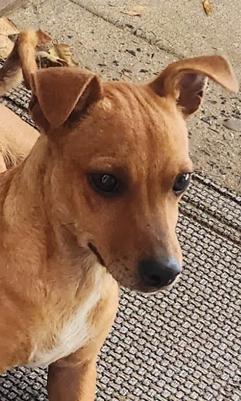 ZCL-D-Dachshund mix
