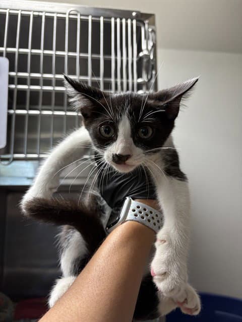JOHN MEOWVOLTA
