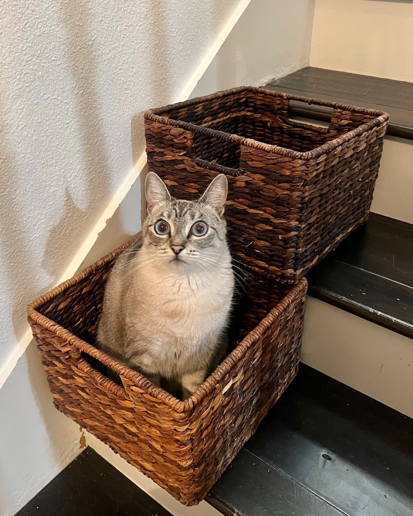 Cirri