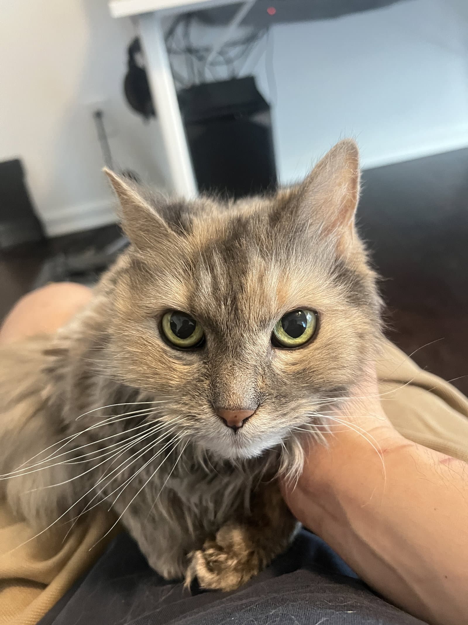 Biscuit