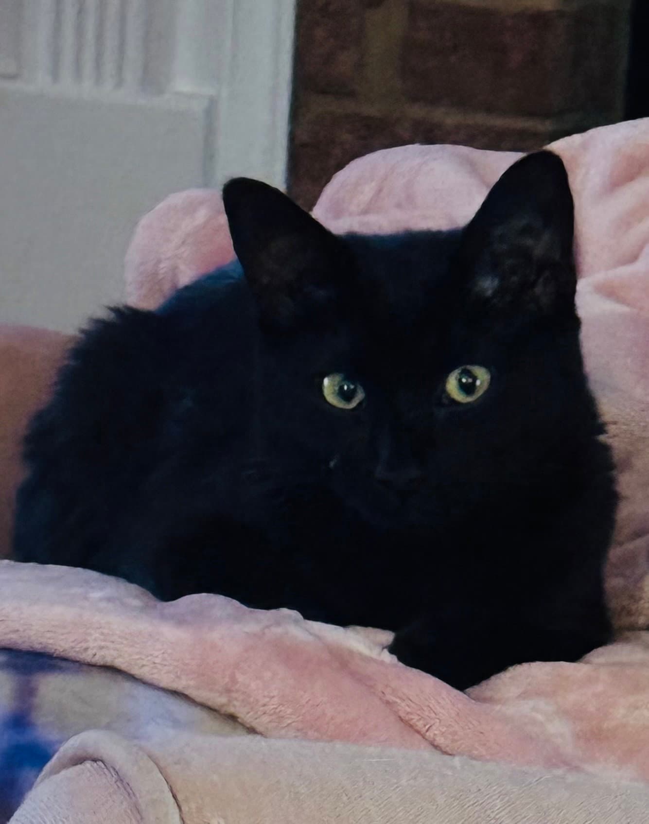 Indigo