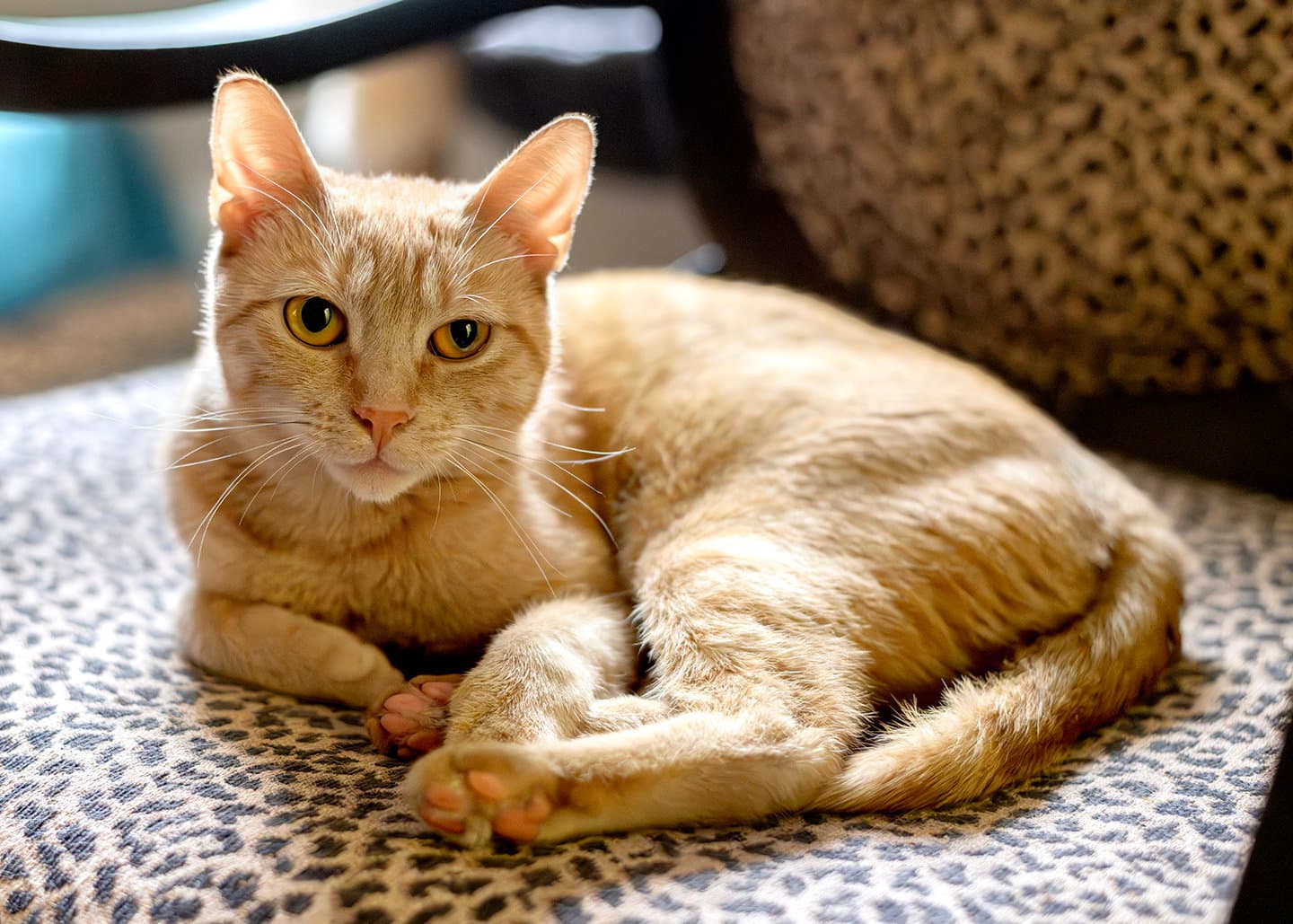 Nilla