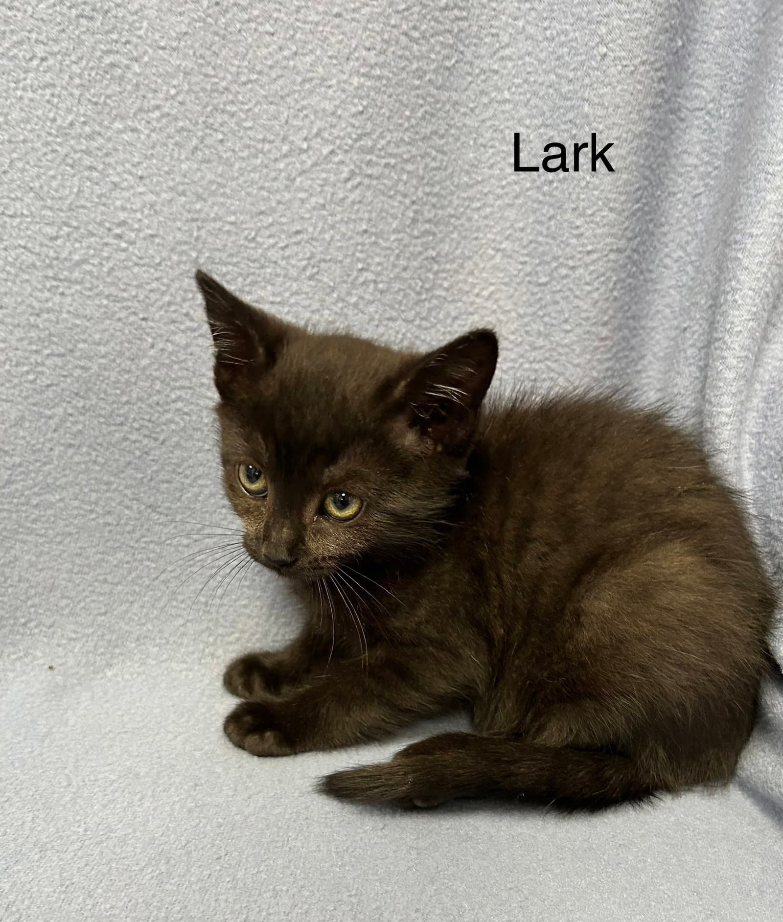 Lark