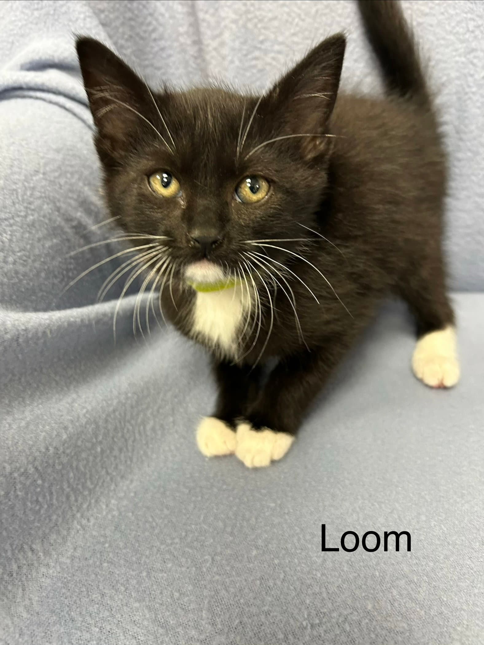 Loom