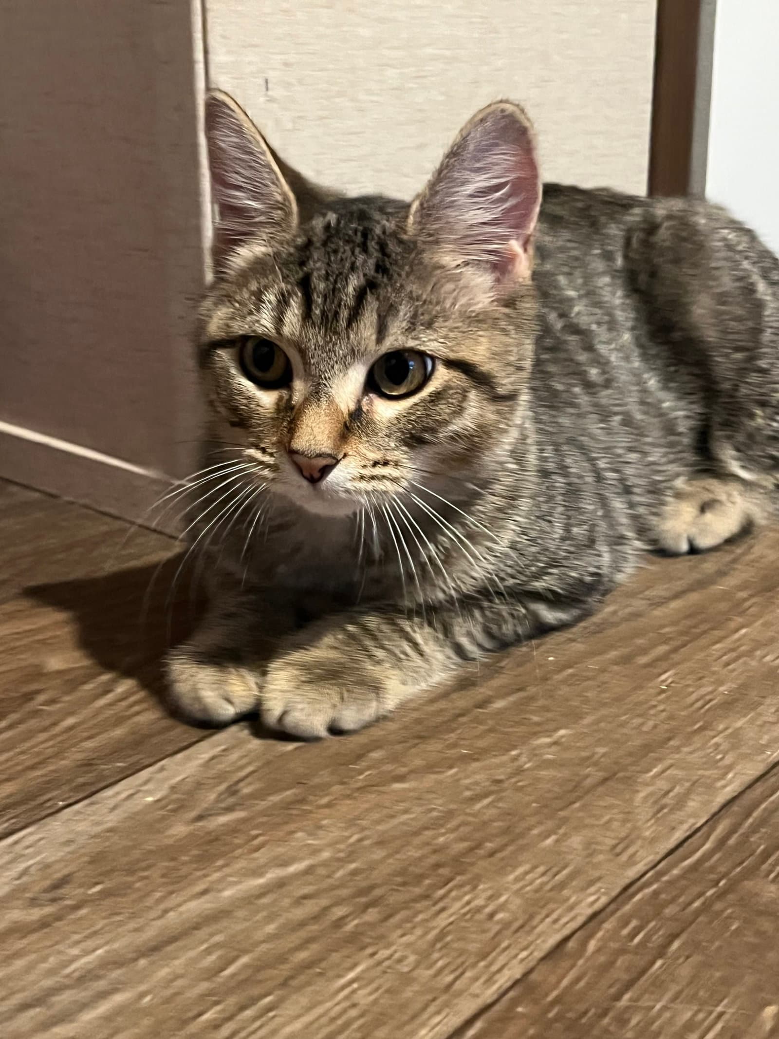 Nori