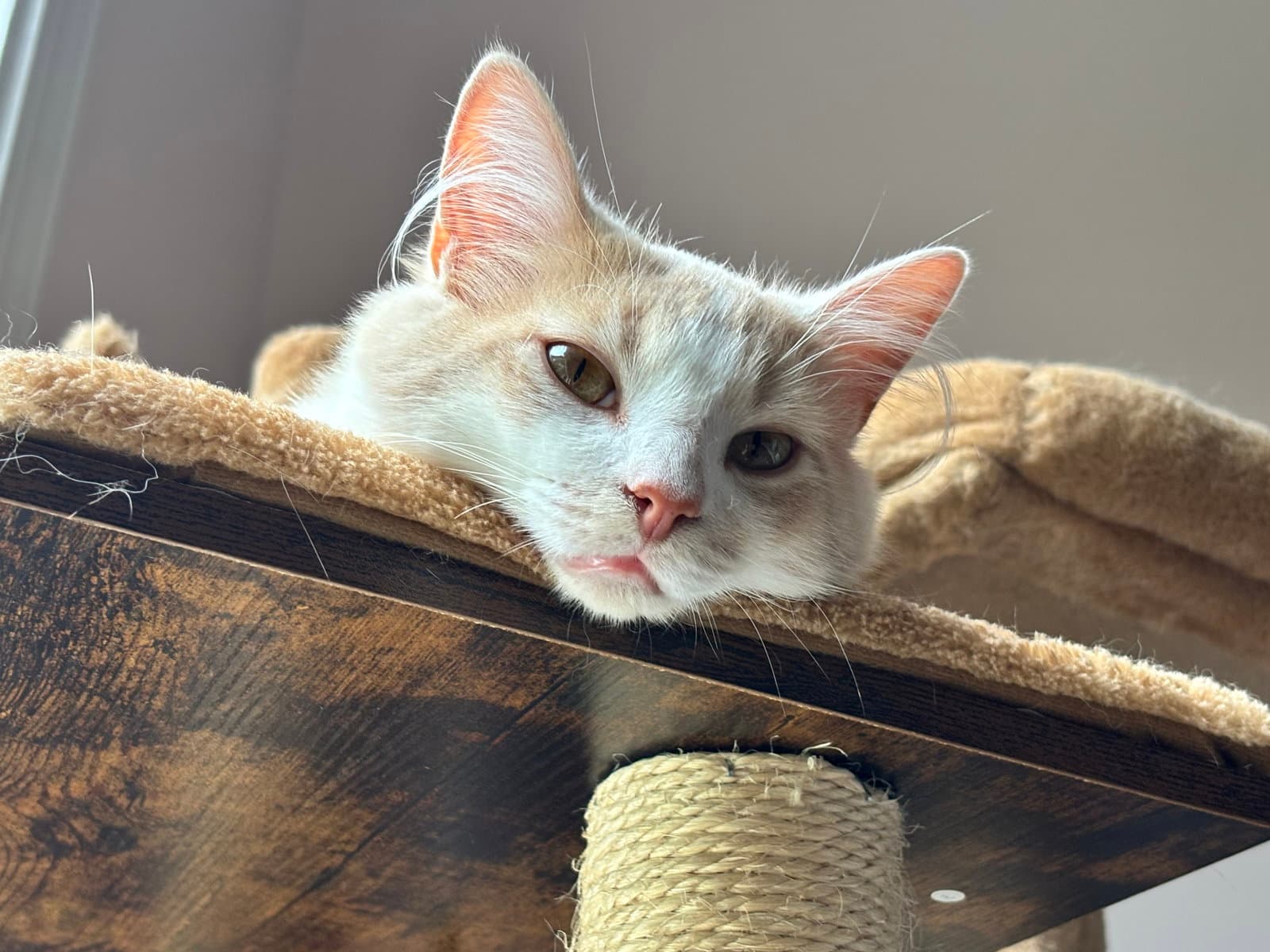 Creamsicle