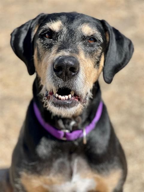 RUGER