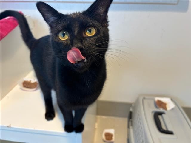 SALEM*