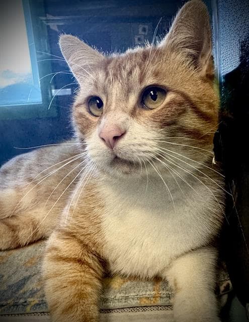 ROMEO*