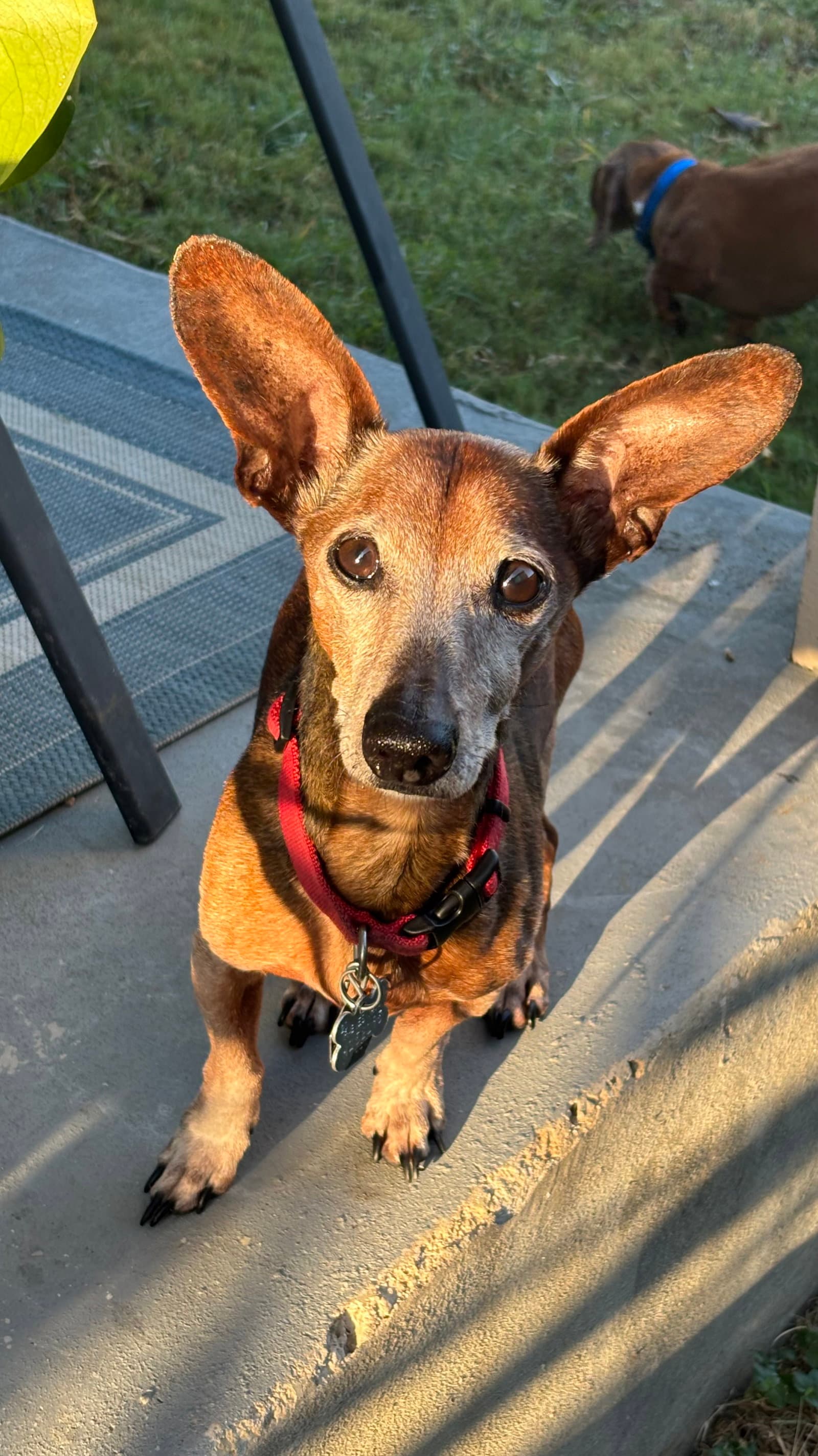 Simon
