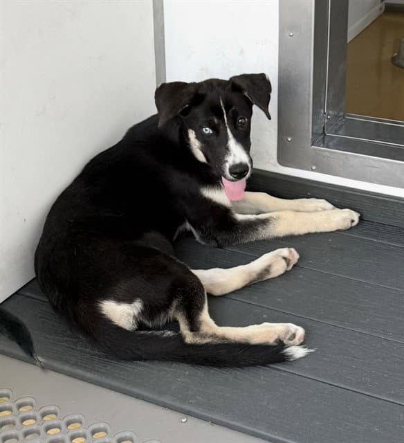 NOVA