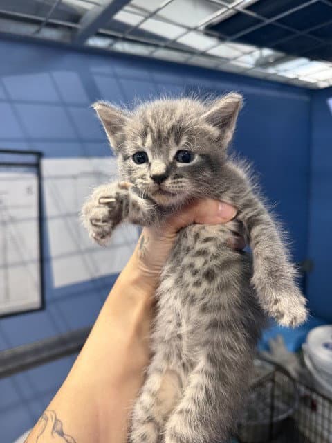 MATILDA