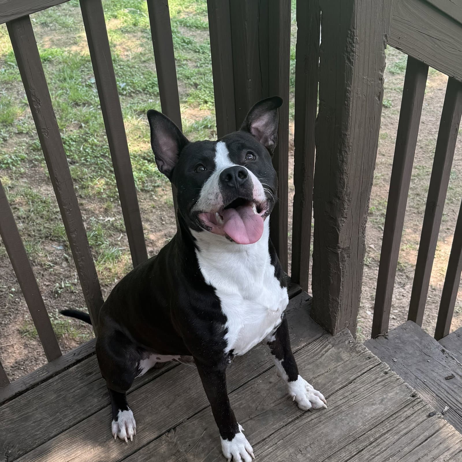 Louie LOWER FEE!!!