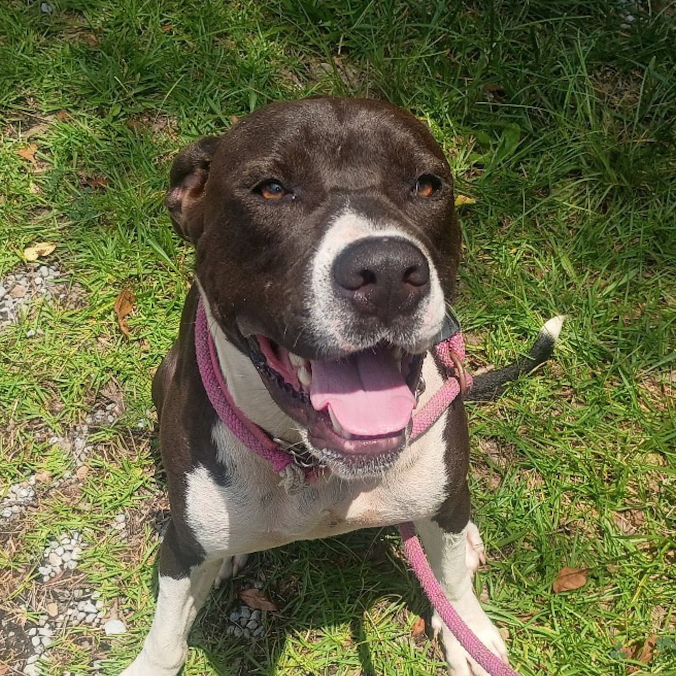 Cosmo Hope  Lower Fee