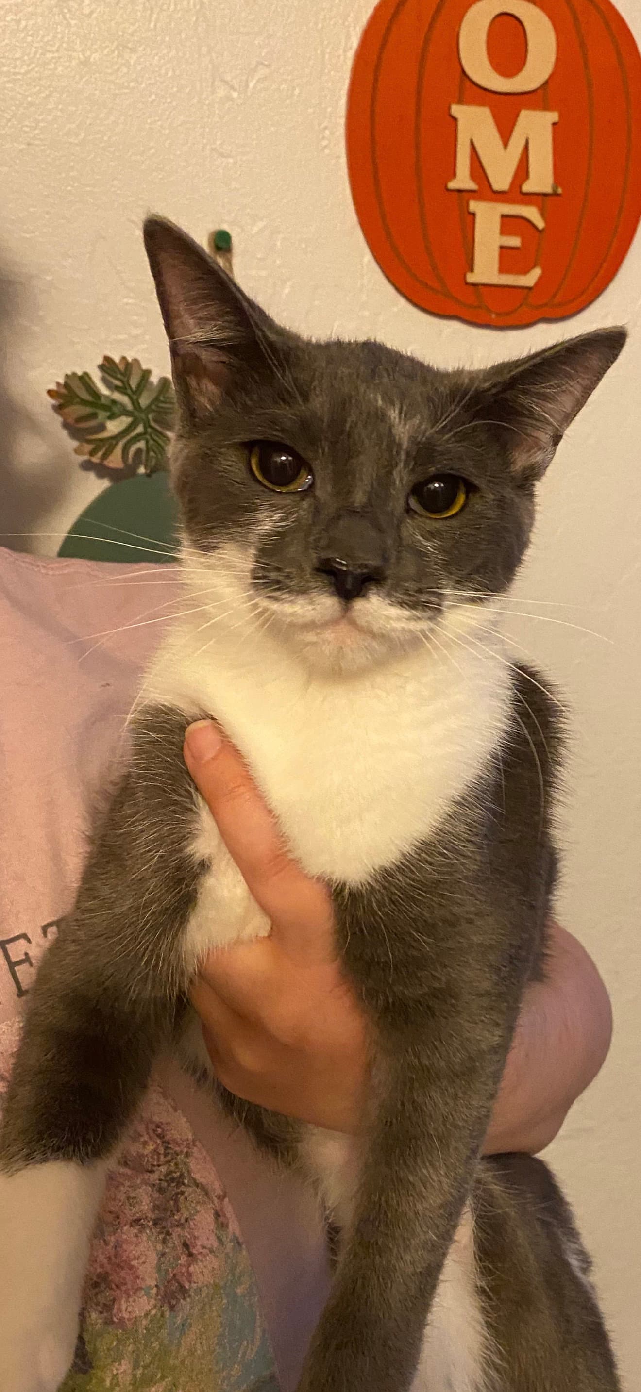 Gracie