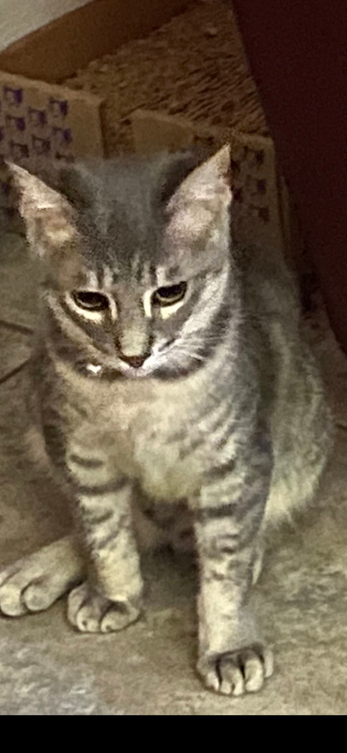 Cecil