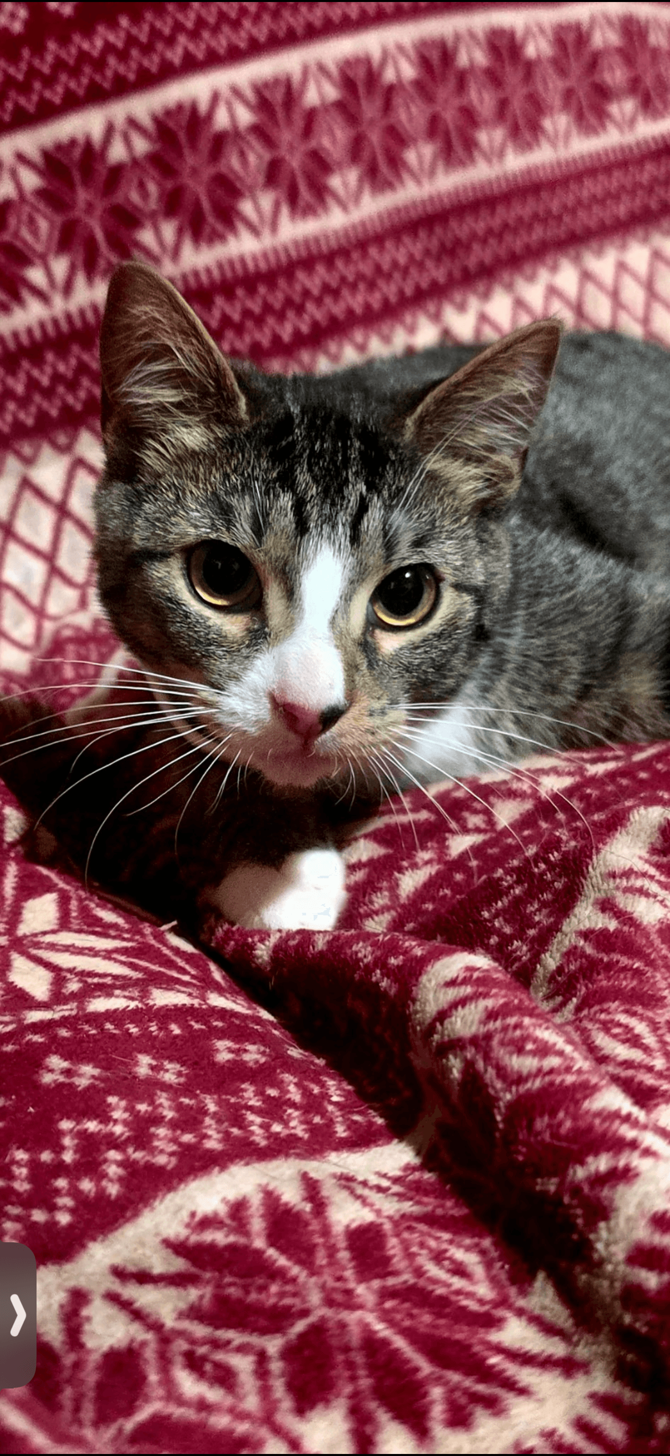 Petey
