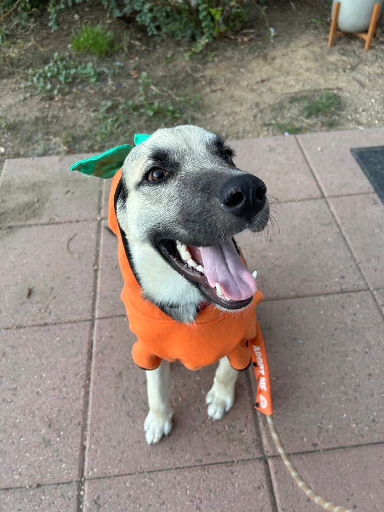 Wade