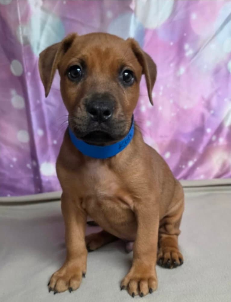 Koa