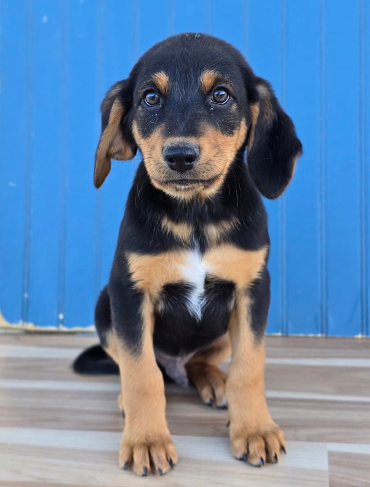 Sven