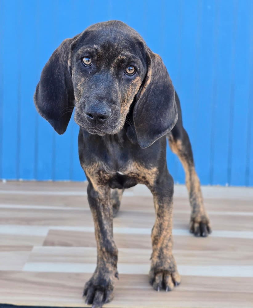 Remington