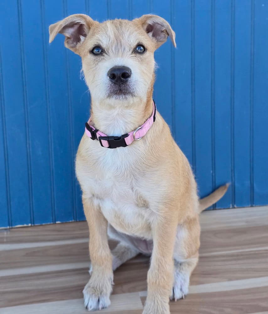 Sadie aka Lucy