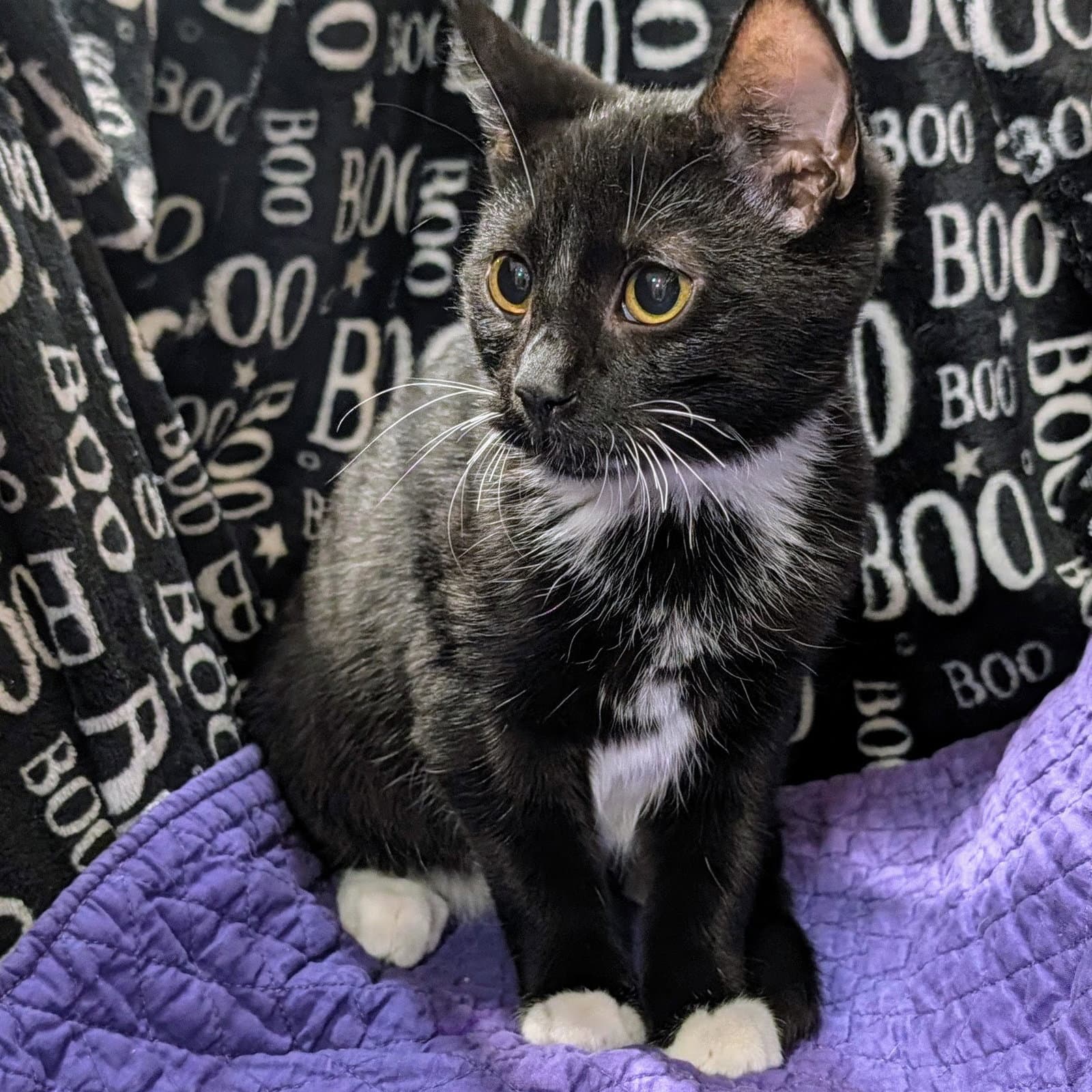 Milo