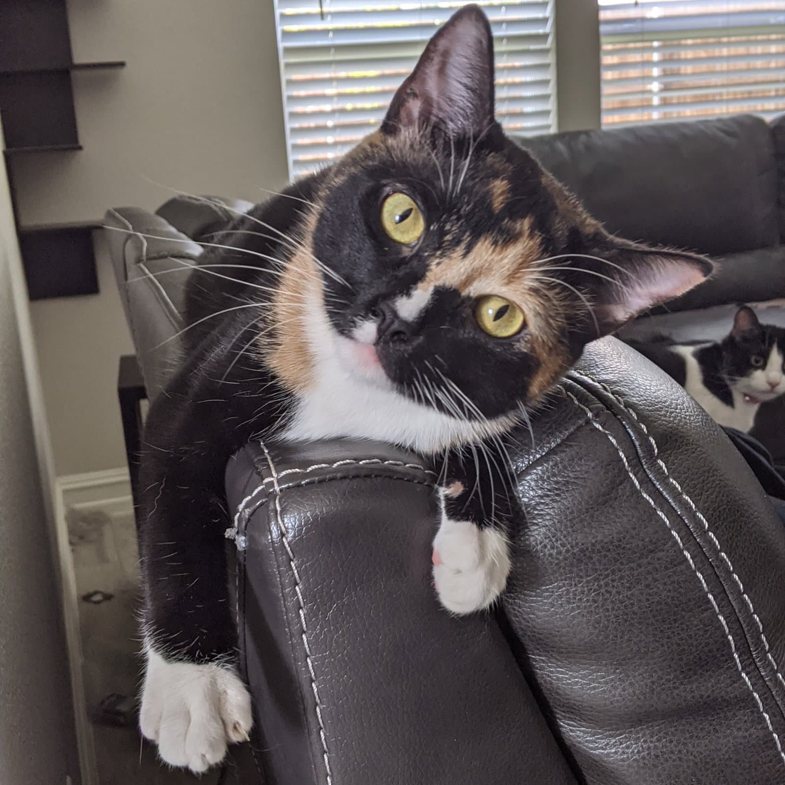 Josie