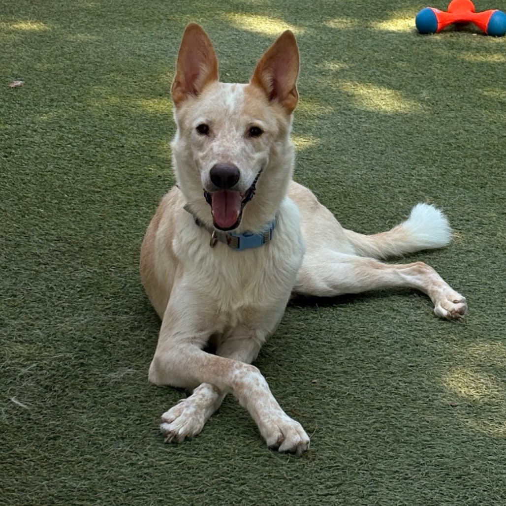 Samson