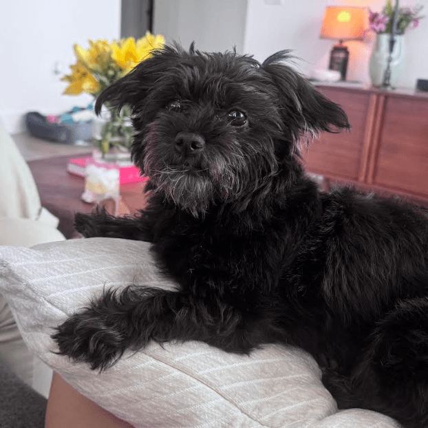 Lulu