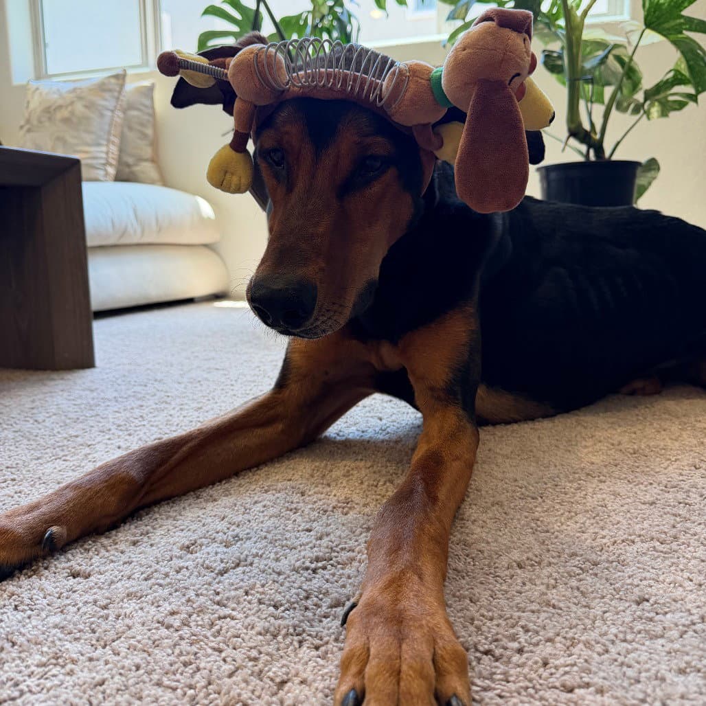 Jax #3